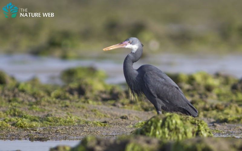 Western Reef Heron